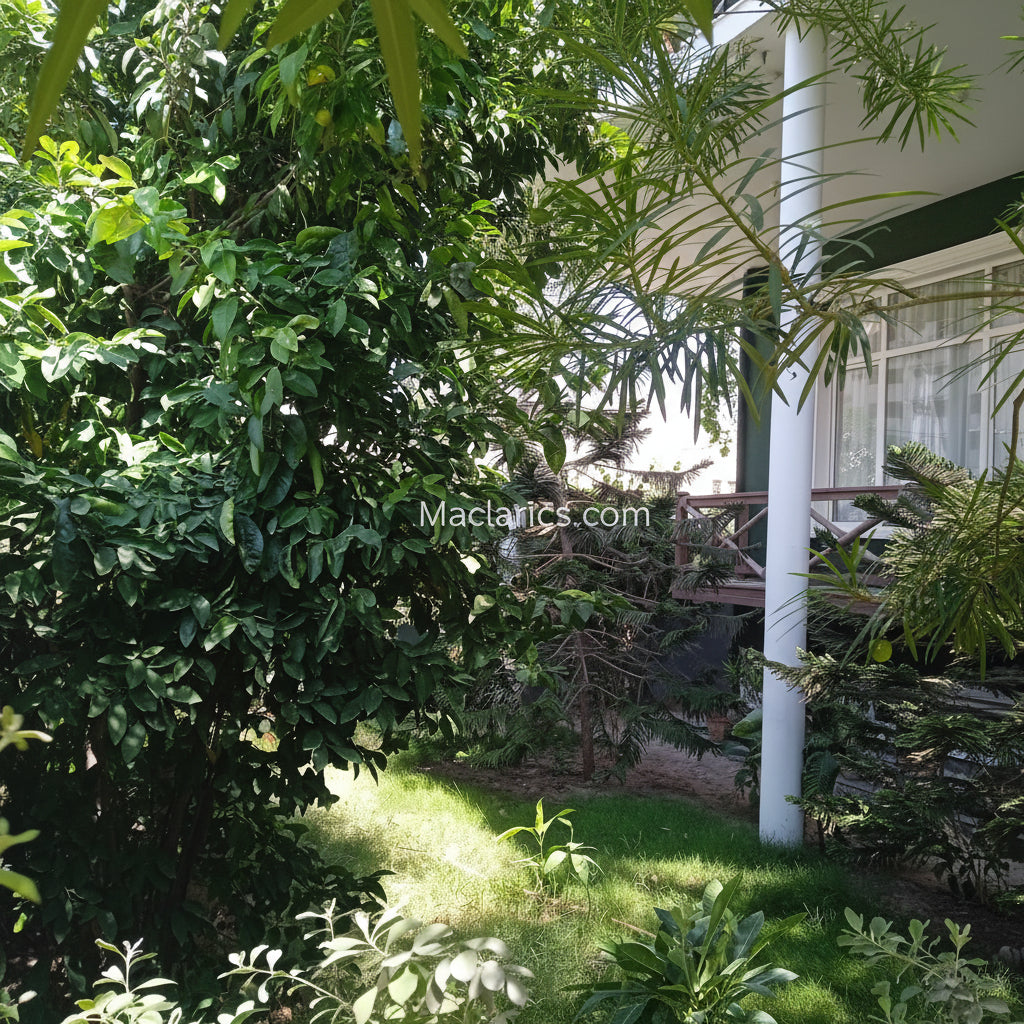 Dream House For Sale - Block 10-A Gulshan e Iqbal - Karachi